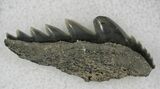 Fossil Cow Shark (Notorynchus) Tooth - Maryland #21321-1